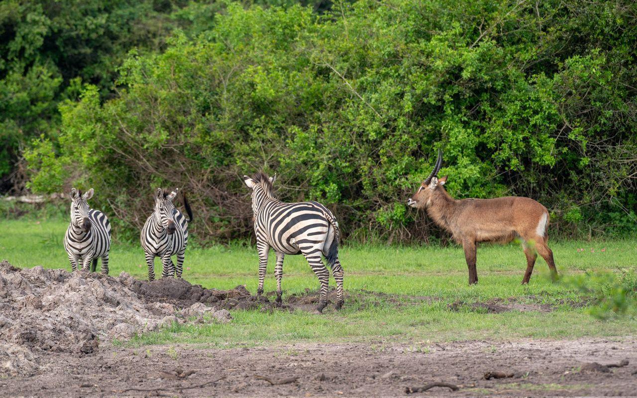 Enjoy wildlife safari
