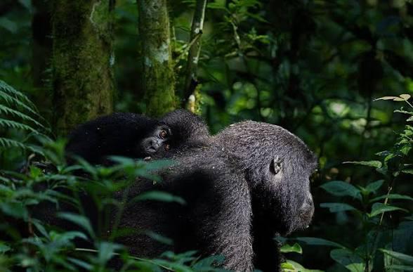 Uganda Tours Built Around Real Destinations