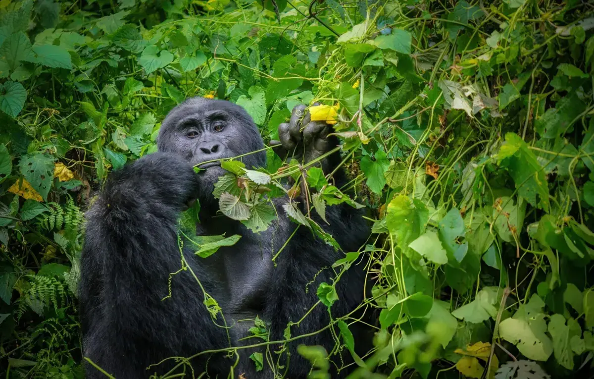 5-Day Gorilla and Chimpanzee Safari