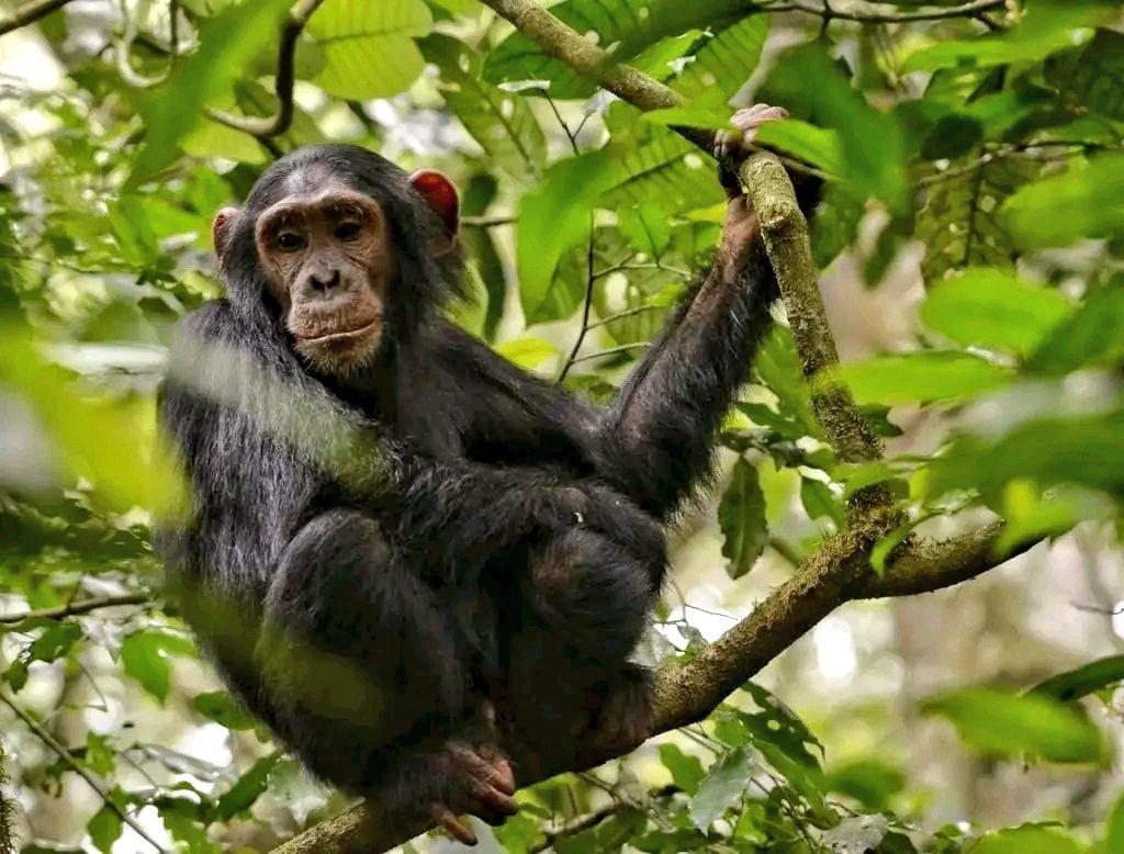 Kibale forest encounter