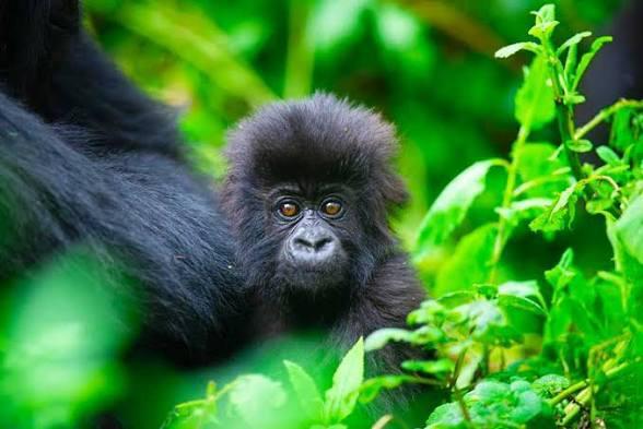 Bwindi gorilla trekking