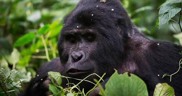 Go on Gorilla Habituation