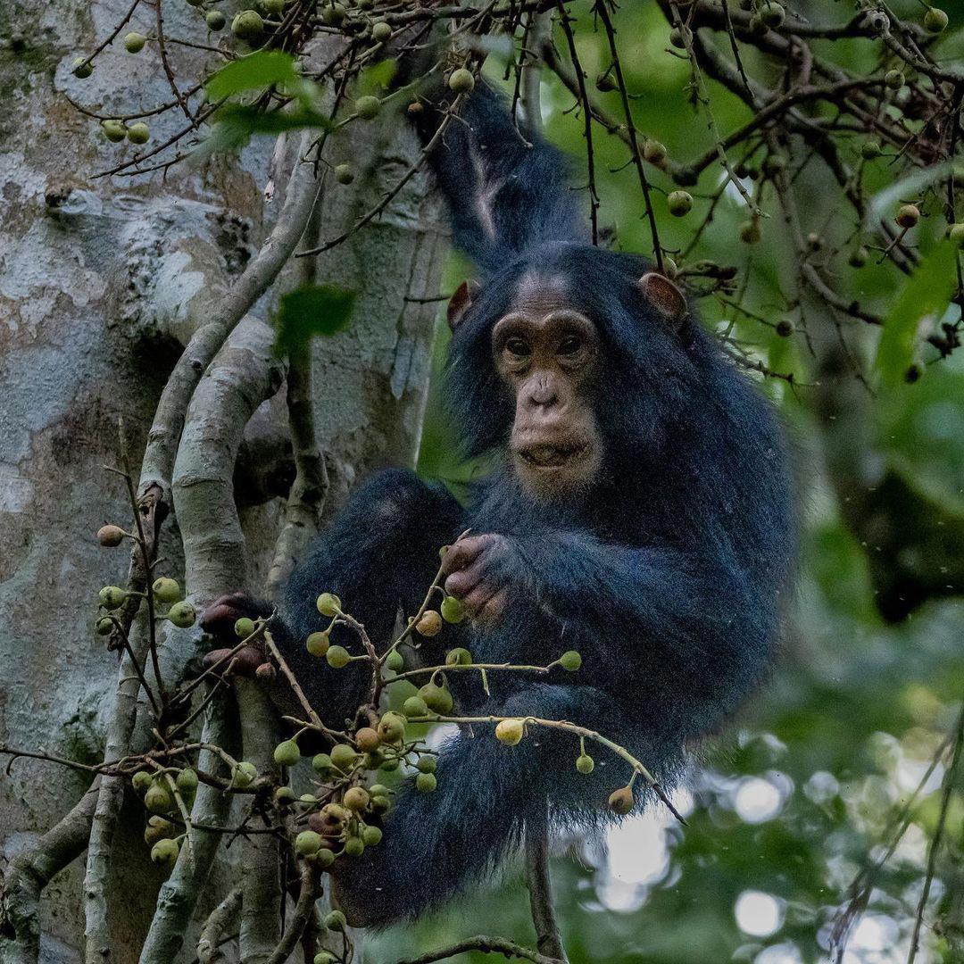 Get up close to the chimps