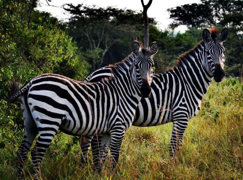 Lake Mburo National Park 2 Days