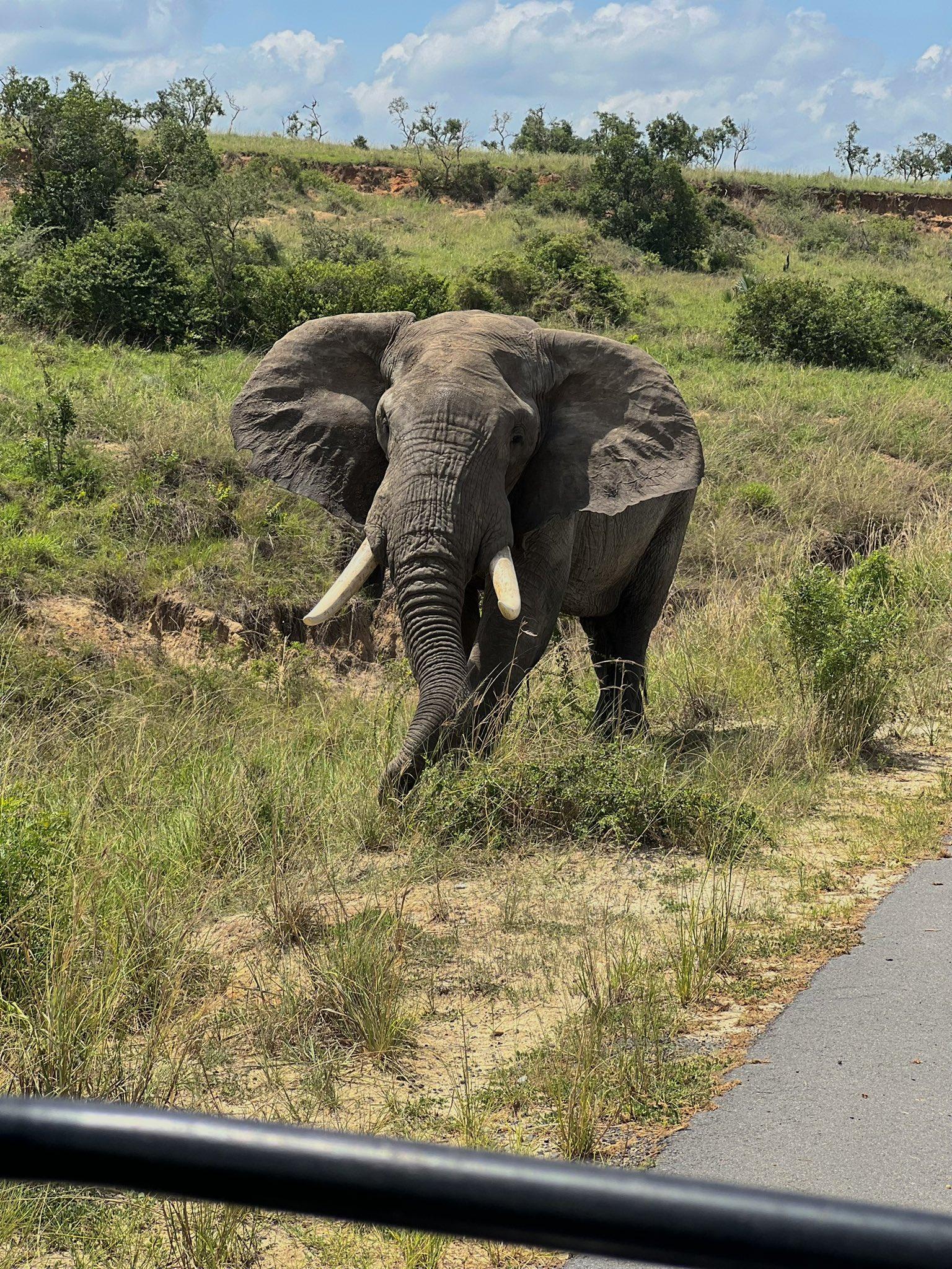 Game Drive