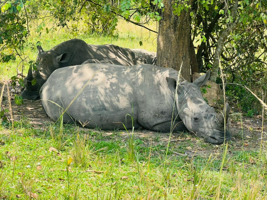 Rhino Tracking at Ziwa Rhino Sanctuary
