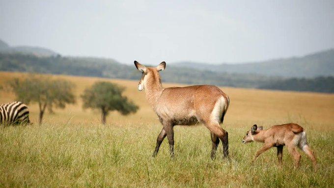 Kidepo Valley National Park