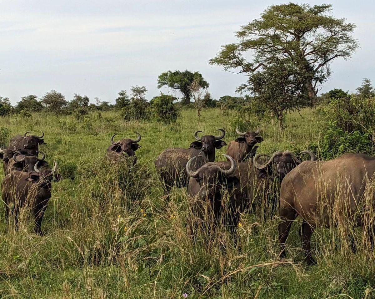 Savannah game drives