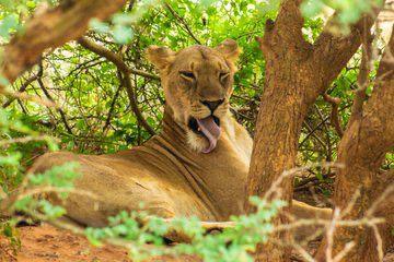 wildlife upclose